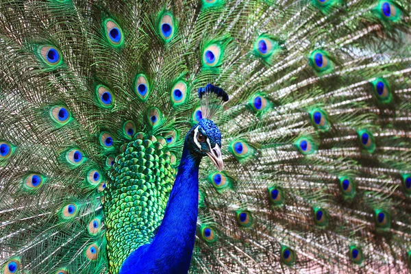 Pavão bonito verde — Fotografia de Stock