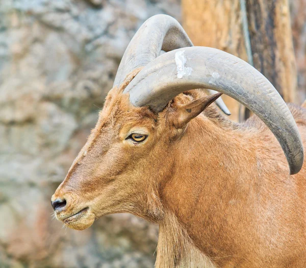 Big Mountain Goat — Stock Photo, Image