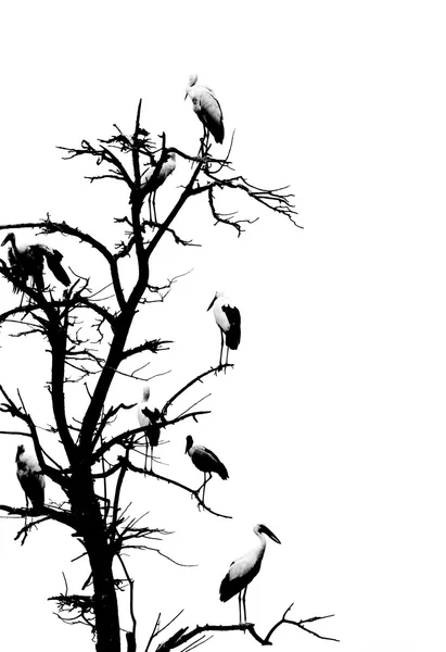 Dry tree and birds — Stock Photo, Image