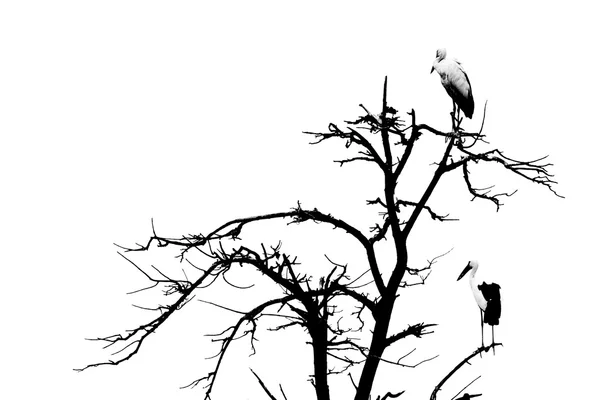 Árvore seca e pássaros — Fotografia de Stock