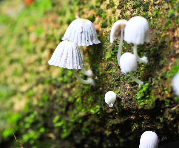 White mushrooms in the forest — Stock Photo, Image