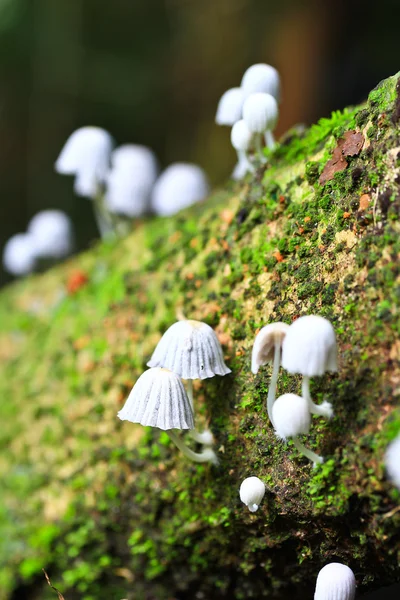 Vita svampar i skogen — Stockfoto