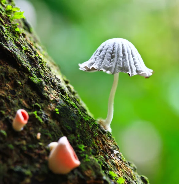 Champiñones blancos en el bosque — Foto de Stock