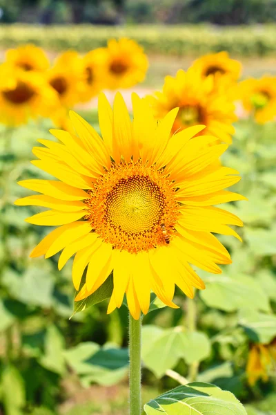 Hermosos girasoles amarillos —  Fotos de Stock