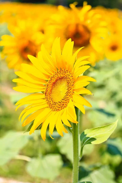 Vackra gula solrosor — Stockfoto