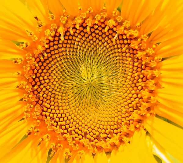 Hermoso girasol amarillo — Foto de Stock