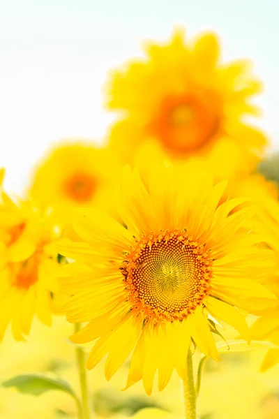 Schöne gelbe Sonnenblumen — Stockfoto