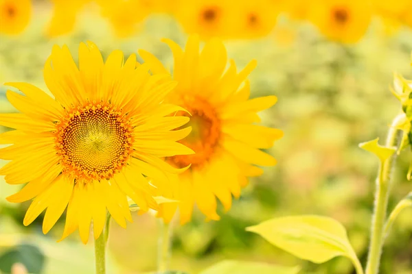 Beaux tournesols jaunes — Photo