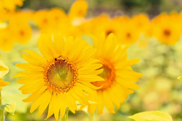 Mooie gele zonnebloemen — Stockfoto