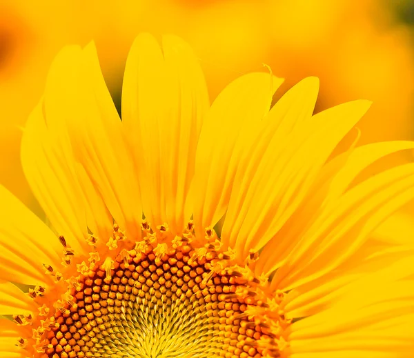 Güzel Sarı Ayçiçeği — Stok fotoğraf