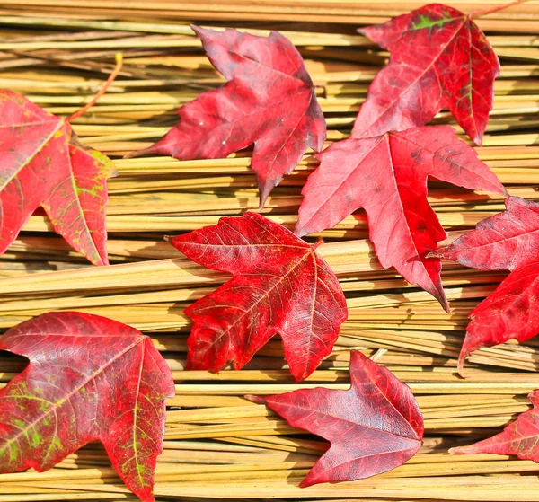 Red Maple leaves — Stock Photo, Image