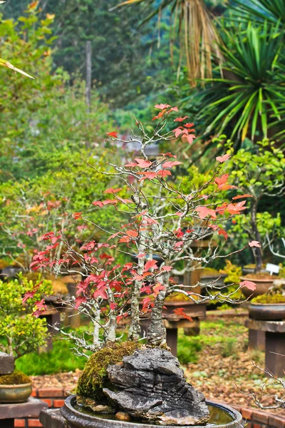 Albero di acero bonsai — Foto Stock