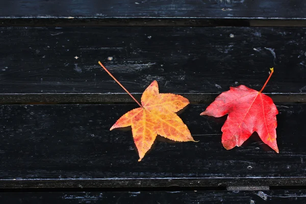 Folhas de outono vermelho e laranja — Fotografia de Stock