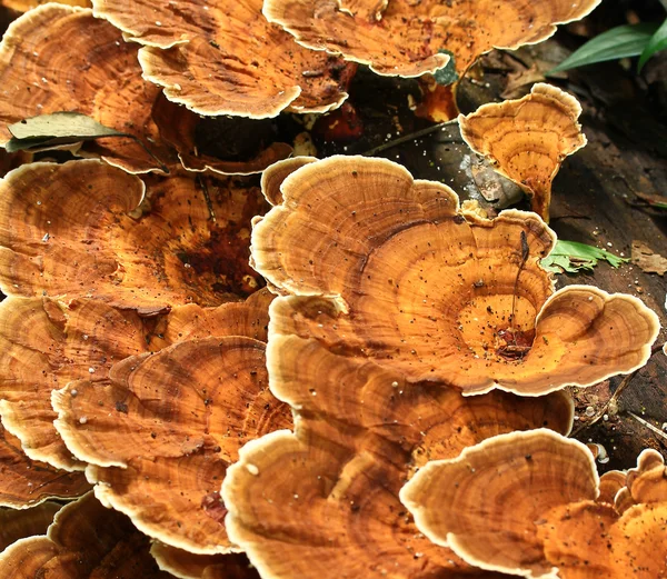 Gastronomische paddestoelen in het bos — Stockfoto