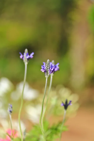 Hermosas flores púrpuras — Foto de Stock