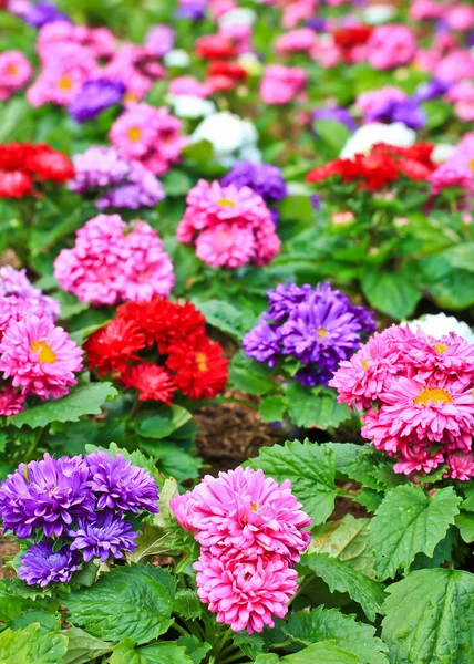 Penuh warna bunga di taman — Stok Foto