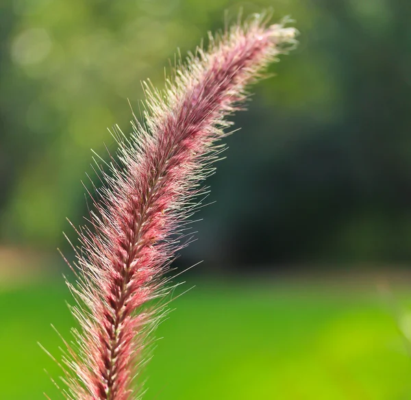 Pink Grass ear — Stock Photo, Image