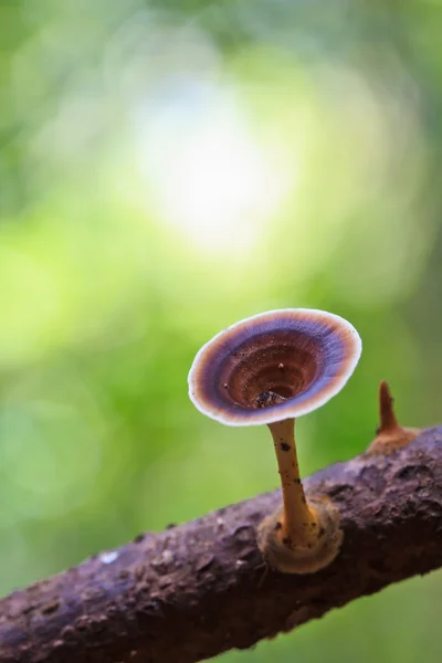 Brown paddestoelen in bos — Stockfoto