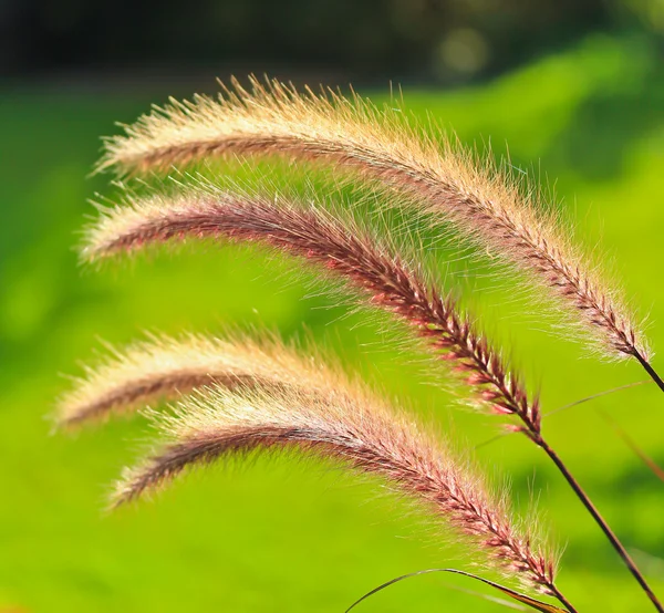 Pink Grass ears — Stock Photo, Image