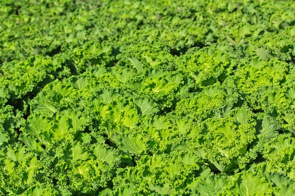 Lechuga de jardín verde — Foto de Stock