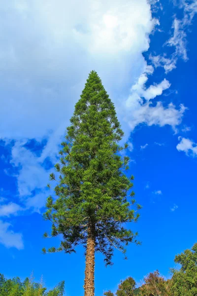 Pinheiro contra o céu azul — Fotografia de Stock