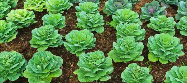 Lechuga de jardín verde — Foto de Stock