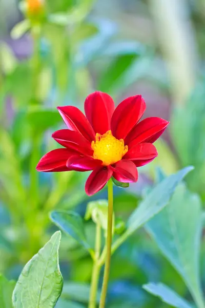 Beautiful red flower