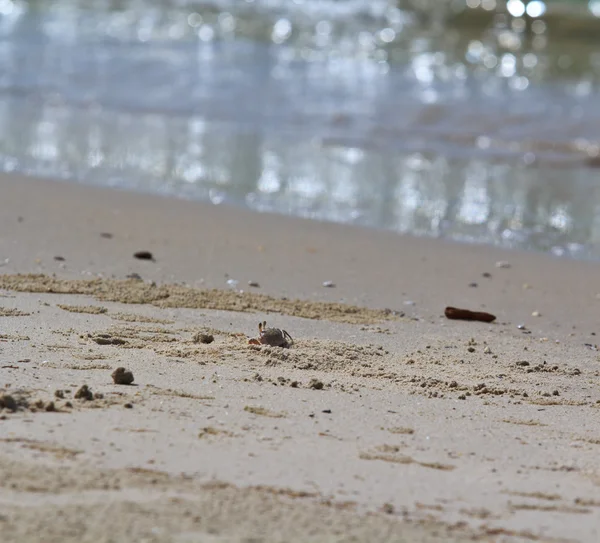 Cangrejo en la playa de arena —  Fotos de Stock