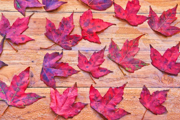 Red maple leaves — Stock Photo, Image