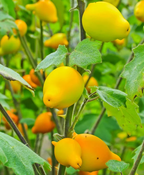 Solanum mammosum planta — Fotografia de Stock