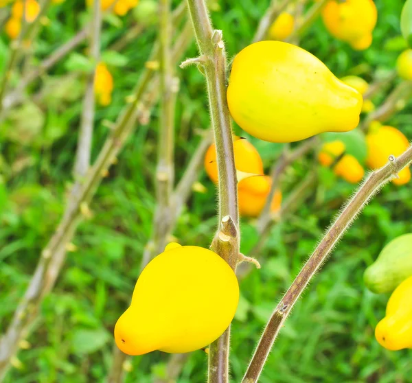 Solanum mammosum planta — Fotografia de Stock