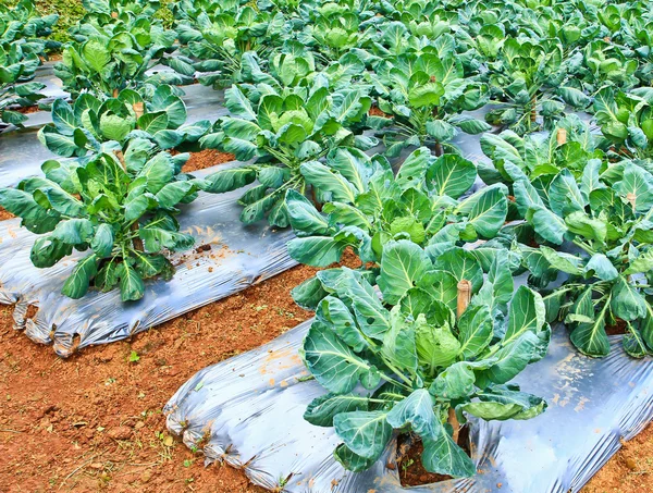 Parcelas de hortalizas agrícolas —  Fotos de Stock