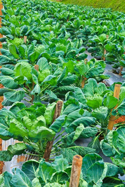 Parcelas de hortalizas agrícolas —  Fotos de Stock