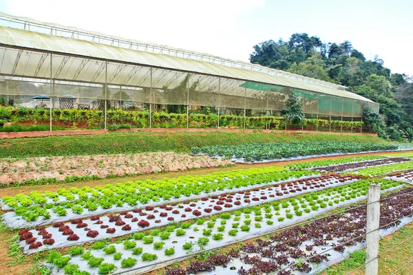 Landwirtschaftliche Gemüsebeete — Stockfoto