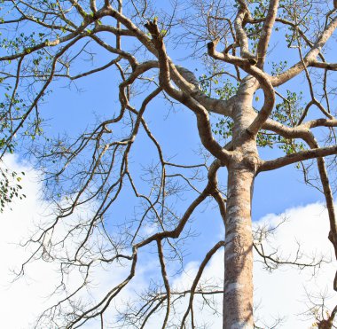 Kuru ağaç ve mavi gökyüzü 