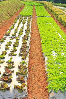 Tarımsal bitki Arsalar