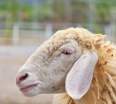 Çiftlikteki Şirin Koyun 