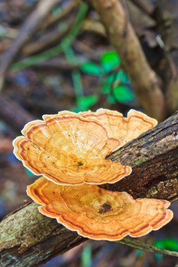 Ormanda Brown mantar