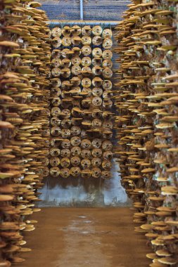 Mantar Ganoderma Lucidium