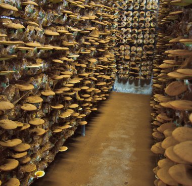 Mushrooms Ganoderma lucidum clipart