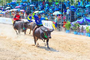 Festival yarış katılımcılar 140 Buffalo