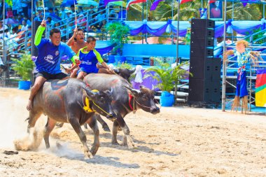 Festival yarış katılımcılar 140 Buffalo