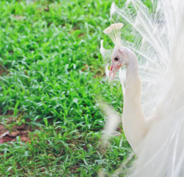 Bellissimo pavone bianco — Foto Stock