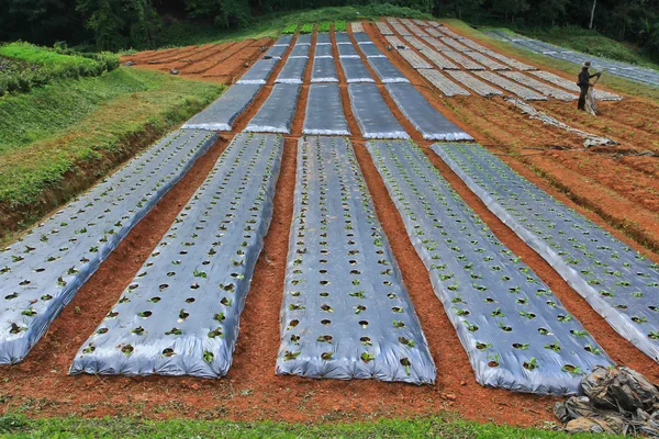 Parcelas de produtos hortícolas agrícolas — Fotografia de Stock