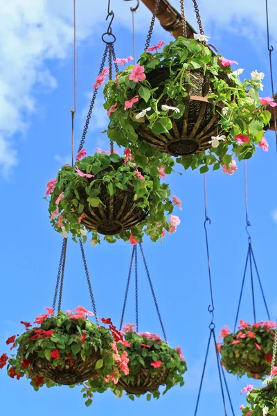 Garden flowers in pots — Stock Photo, Image