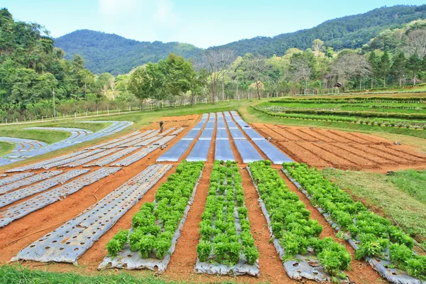 Tarımsal bitki Arsalar