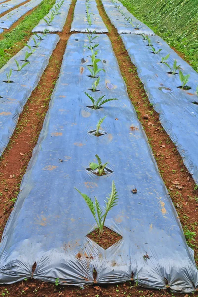 Plantes potagères agricoles — Photo