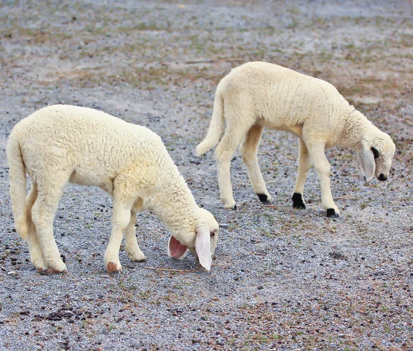Cute owiec w gospodarstwie — Zdjęcie stockowe