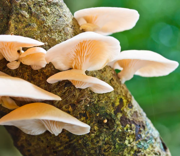 Setas blancas en el árbol — Foto de Stock