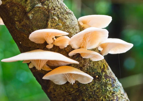 Setas blancas en el árbol —  Fotos de Stock